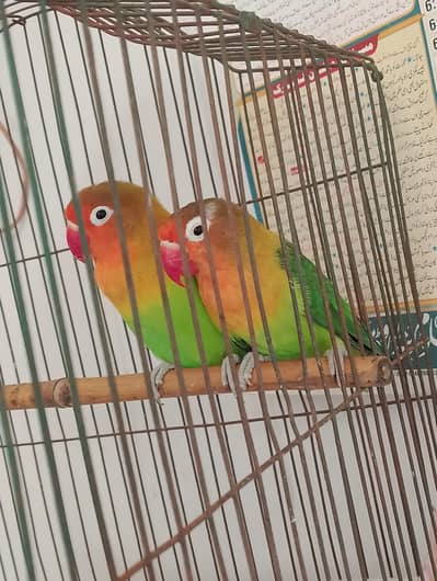 Love Birds Pair