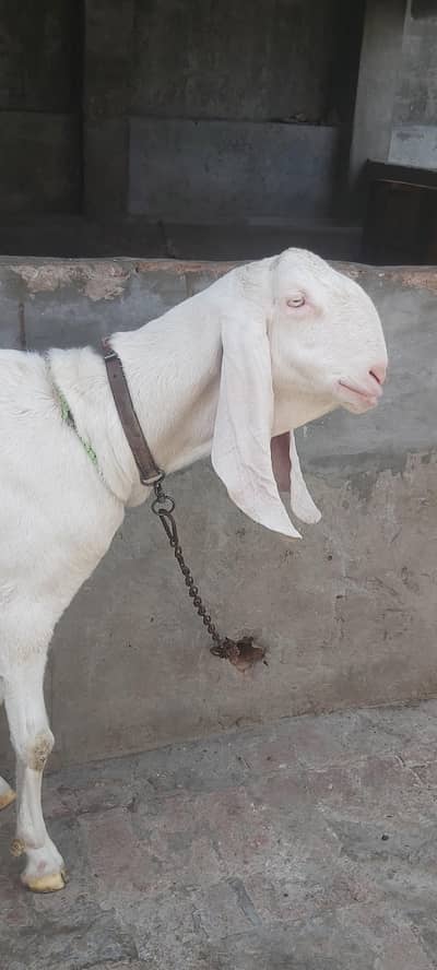 pure rajan puri goat