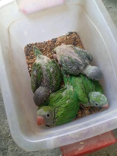 Green Ringneck 4 chiks