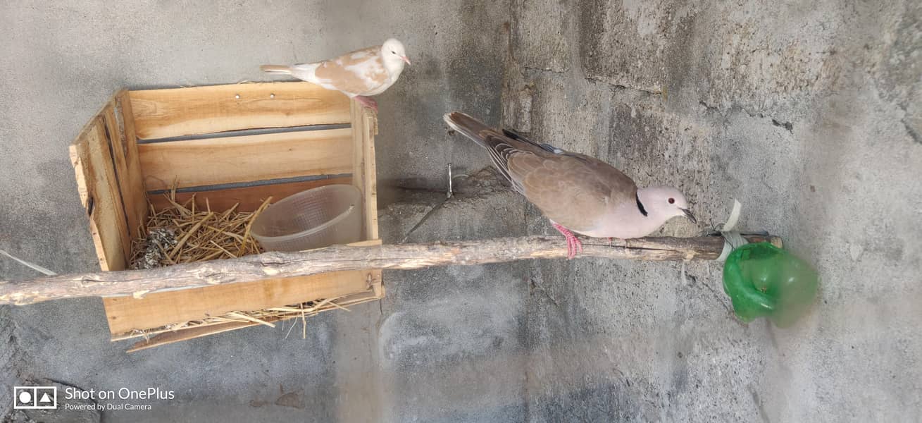 Doves Pair 0