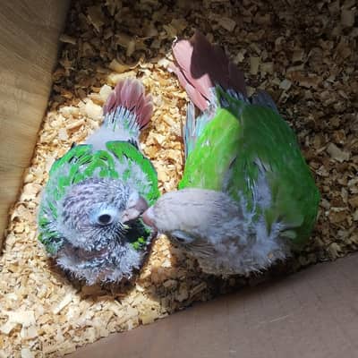 pineapple conure chicks for hand tame - 03214382921