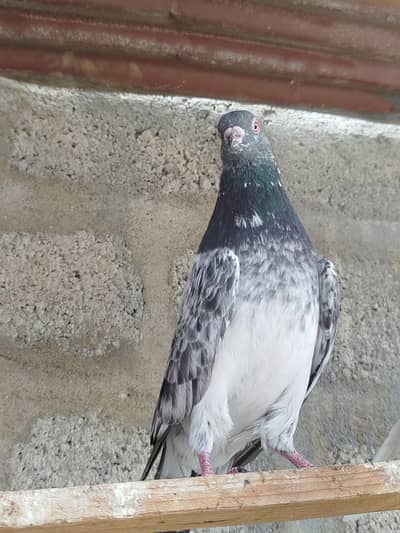 kamagar breeder male