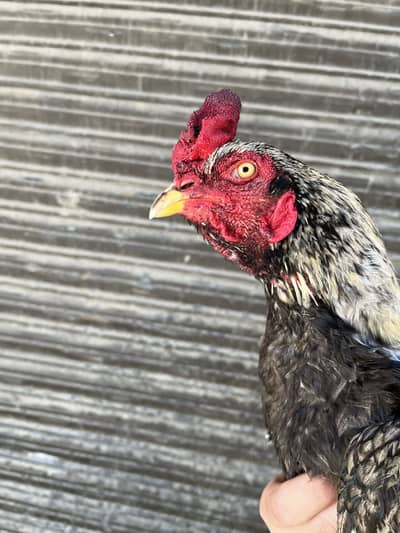 Shajra quality aseel   Read description 03180987303