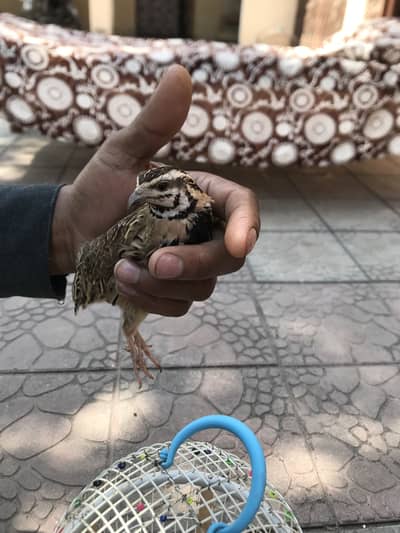 Chingra batera quail play full