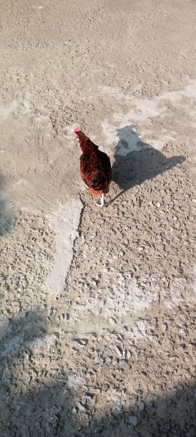 4 Hens for sale Rs. 5000 Eggs laying