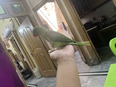 Kashmir raw for sale look like male