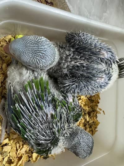 Kashmiri, Raw, Alexandrine