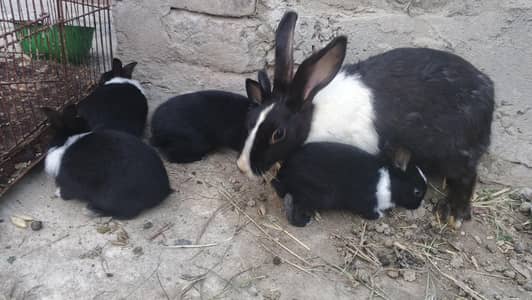 1 rabbit female ,4 baby rabbits