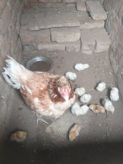 اصل نسل کی اسیَل مرغی ہے اور 13 چوزے بھی خالص اسیَل نسل کے ہیں۔