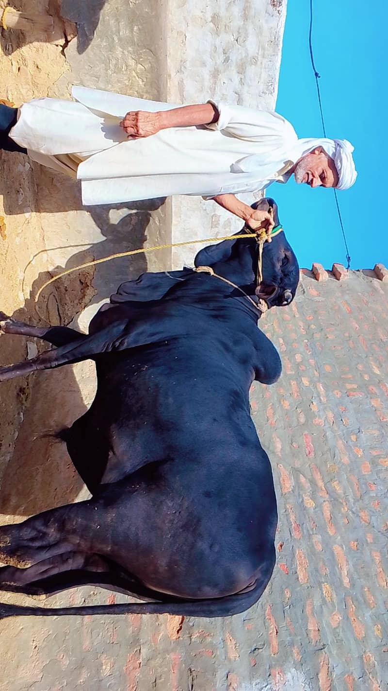 Dhani cross دھنی کراس 0