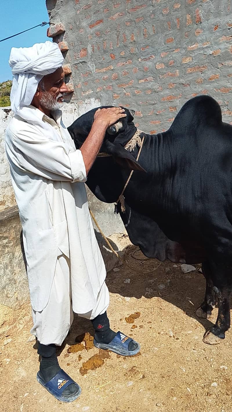 Dhani cross دھنی کراس 1