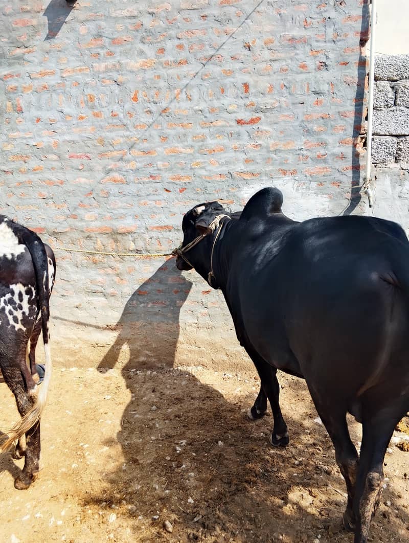 Dhani cross دھنی کراس 3