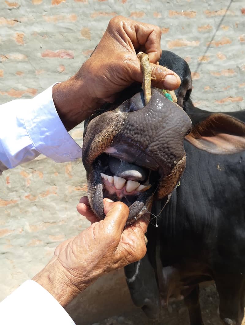 Dhani cross دھنی کراس 4