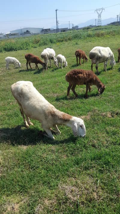 Top quality sheep for sale