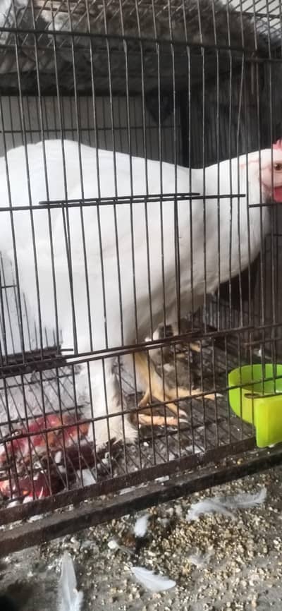 white heavy buff 03047805825