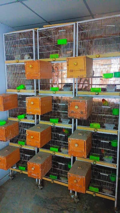Iron 5 Portion Cages For sale (URGENT) Best for All Birds