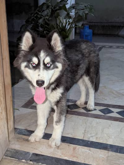 Purebred Siberian Husky | Blue Eyes | heavy Coat | Vaccinated