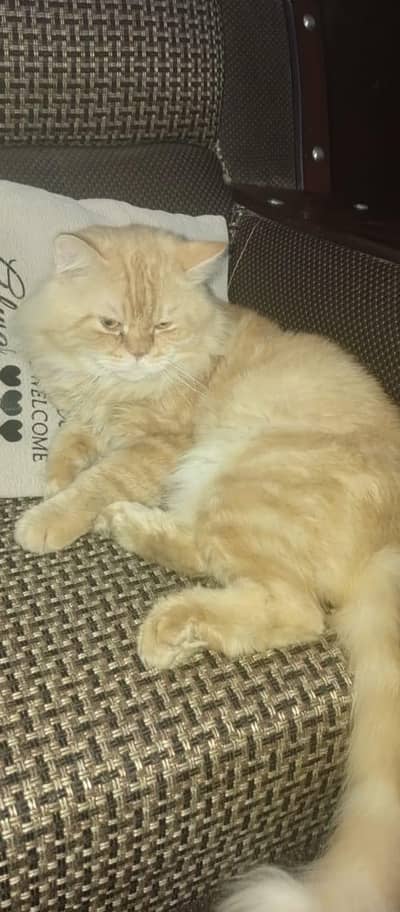 golden Persian male cat