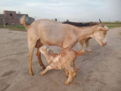 female goat with male lamb