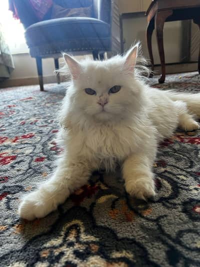 female Persian cat thripple coat vacccinated