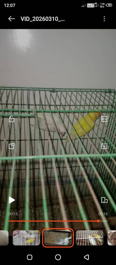 Albino red eys mix b1 b2