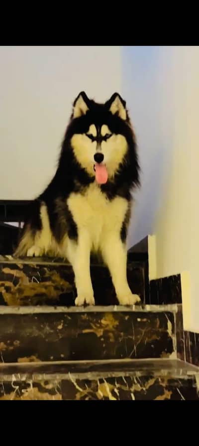 alaskan malamute male