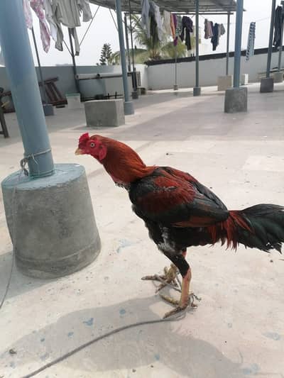 Aseel Mainwali Male & Aseel Female For Sale