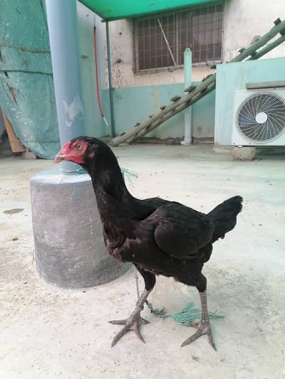 Aseel Female For Sale