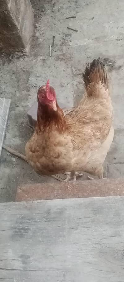 desi misri home bread