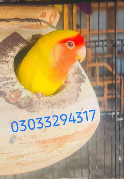 love bird parrot for sale