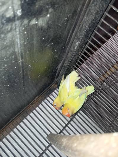Love Birds Breeder Pair