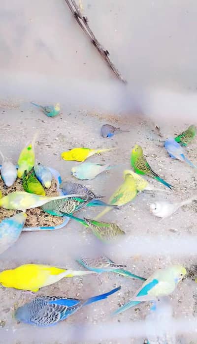 Australia bajari healthy active. . 03067869518