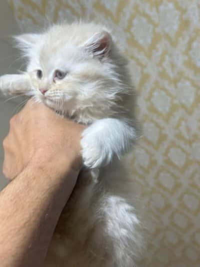 Pure Persian kittens for Sale