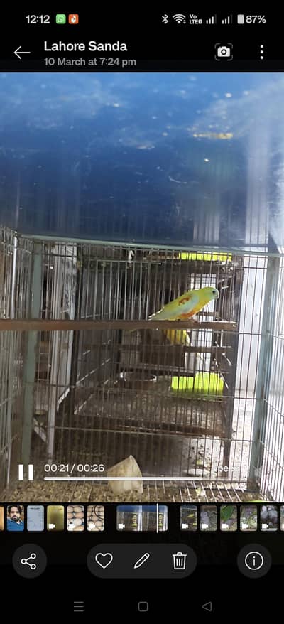 Rubino Bourkie / Lutino Tourquiz