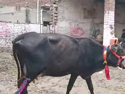 Cow for sale