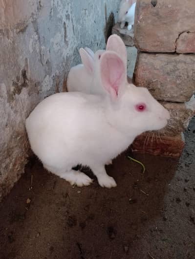 Red Eyes Rabbit For sale
