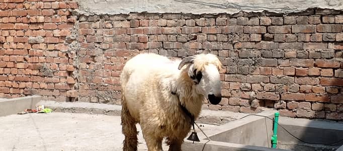 Beautiful chatra contact 03454162260