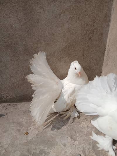 white American single chik o kali