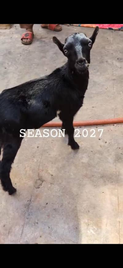 beautiful goat , Bakra , 5 to 6 good structure