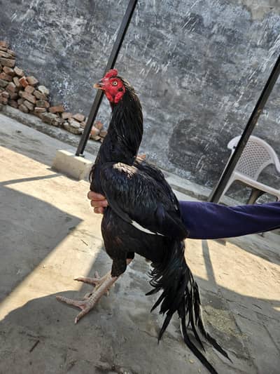 Aseel murga top quality