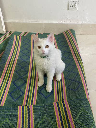 Persian male kitten