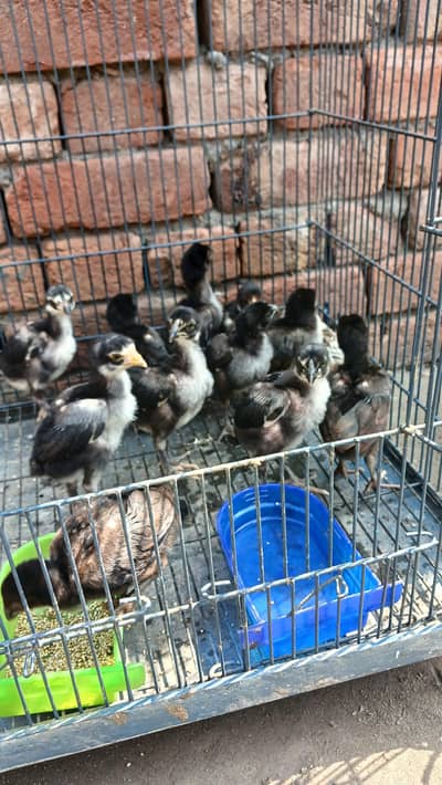 Aseel chicks