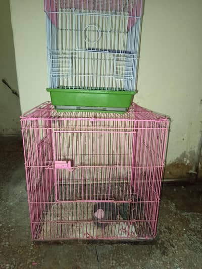 parrot hens cage