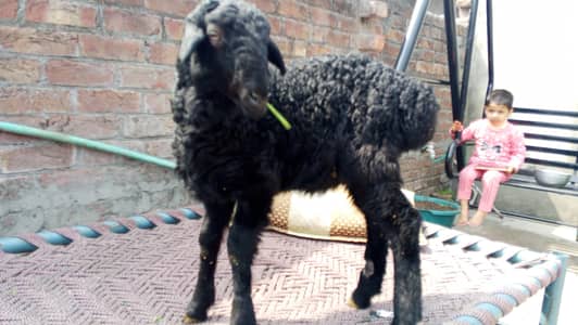 male Dumba Kid breader quality