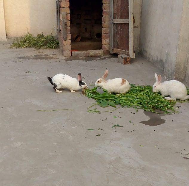 Breader Rabbits 0
