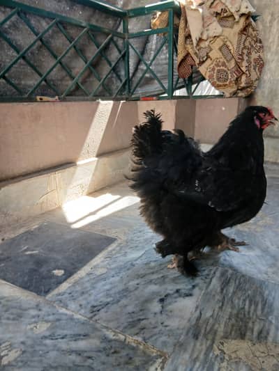 Brahma Females + Araucana/ Neelay anday dene wali Breed