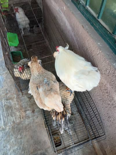 Araucana/ Neelay anday dene wali Breed