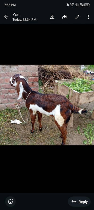 desi bakri ki path 03077575278