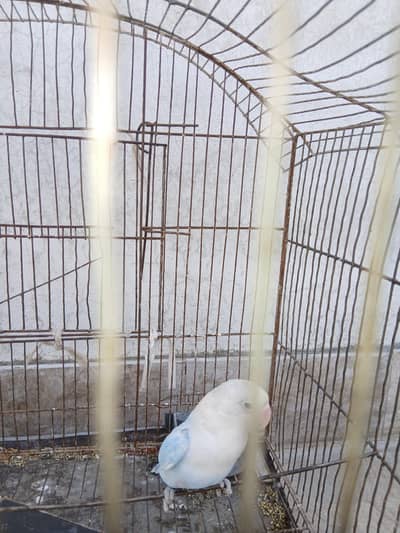 dilute aqua opline split palefellow female