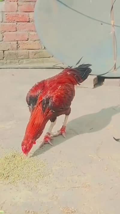 aseel mianwali murga for sale 0329 4158682